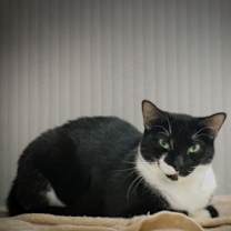 Thumbnail photo of kali #1
