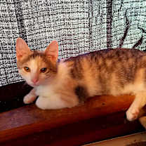 Thumbnail photo of Cleo #1