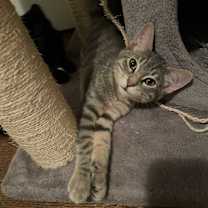 Thumbnail photo of Geronimo #1