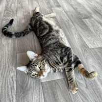 Thumbnail photo of Karl #2