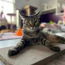 Thumbnail photo of Karl #4
