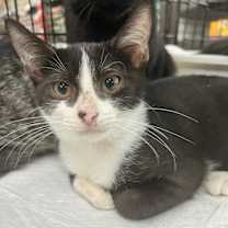 Thumbnail photo of Smudgers #1