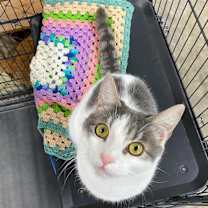 Thumbnail photo of Mouse #1