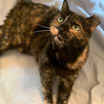 Thumbnail photo of Mowzy - Available in Foster #1