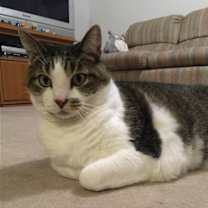 Thumbnail photo of Major #2