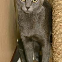 Thumbnail photo of Butterscotch #1