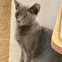 Thumbnail photo of Butterscotch #2