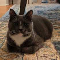 Thumbnail photo of Chrome #1