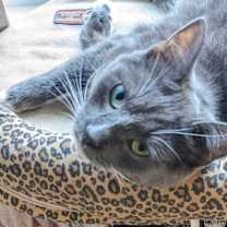 Thumbnail photo of Chrome #3