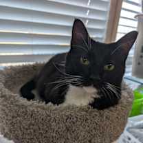 Thumbnail photo of Eddison #1
