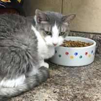 Thumbnail photo of Gracie #4