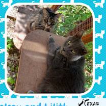 Thumbnail photo of Bonded Pair Kelsey & Lilith #2