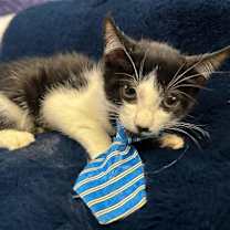 Thumbnail photo of ELIAS #3