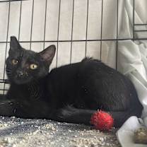 Thumbnail photo of Dawn #1