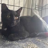 Thumbnail photo of Dawn #2