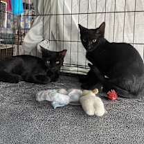 Thumbnail photo of Dawn #3