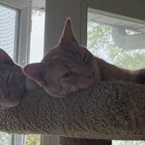 Thumbnail photo of Jester and Jasper #1