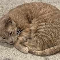 Thumbnail photo of Jester and Jasper #3