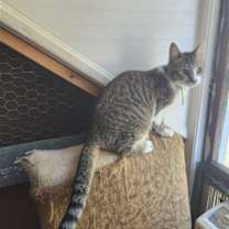 Thumbnail photo of Truffle #1