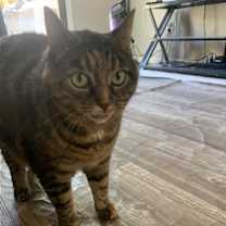 Thumbnail photo of zz 'Mrs. Bigglesworth' courtesy listing #2