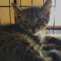 Thumbnail photo of Freddy #2