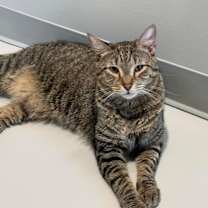 Thumbnail photo of Caspian #3