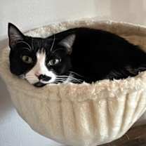 Thumbnail photo of Dumpling #2