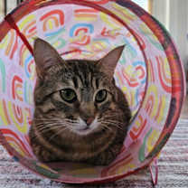 Thumbnail photo of Juni #2