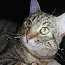 Thumbnail photo of Juni #4