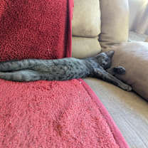 Thumbnail photo of Silver #4