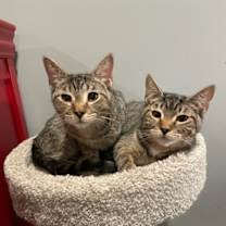 Thumbnail photo of Shay (LE) #1