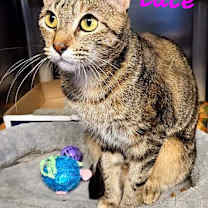 Thumbnail photo of Lace #1