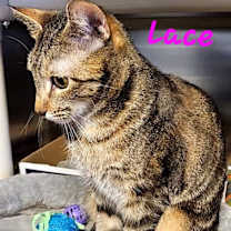 Thumbnail photo of Lace #2