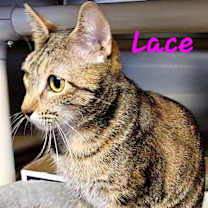 Thumbnail photo of Lace #3