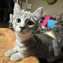 Thumbnail photo of Dusty #1