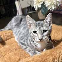 Thumbnail photo of Dusty #2