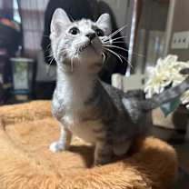 Thumbnail photo of Dusty #3