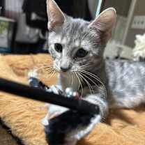 Thumbnail photo of Dusty #4