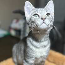 Thumbnail photo of Husky #2