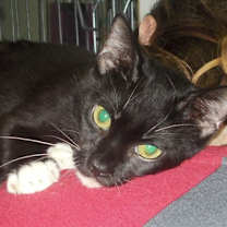 Thumbnail photo of Fig #2