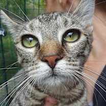 Thumbnail photo of Tiger Lily #1