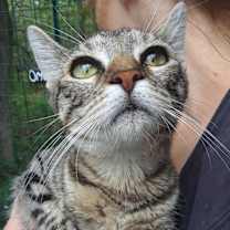 Thumbnail photo of Tiger Lily #4