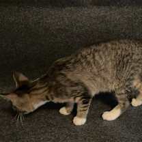 Thumbnail photo of Mr. Pibb #4