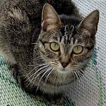 Thumbnail photo of Chester #1