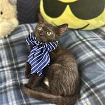 Thumbnail photo of Romeu #1