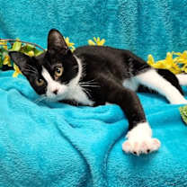 Thumbnail photo of Peppa #loves-to-be-held #3