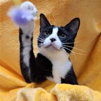 Thumbnail photo of Peppa #loves-to-be-held #4