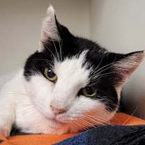 Thumbnail photo of Cleo #1