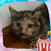 Thumbnail photo of Oblina #2