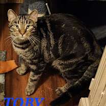 Thumbnail photo of Toby #1